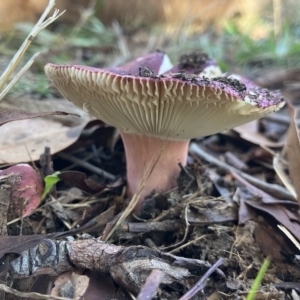 Russula 'purpureoflava group' at Higgins, ACT - 22 Apr 2023