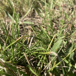 Asperula conferta at Higgins, ACT - 22 Apr 2023