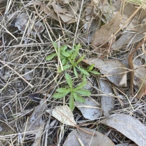 Wahlenbergia sp. at Higgins, ACT - 22 Apr 2023