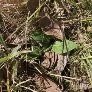 Cymbonotus sp. (preissianus or lawsonianus) at Higgins, ACT - 22 Apr 2023