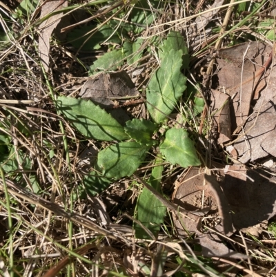 Solenogyne dominii (Smooth Solenogyne) at Cantor Crescent Woodland, Higgins - 22 Apr 2023 by MattM