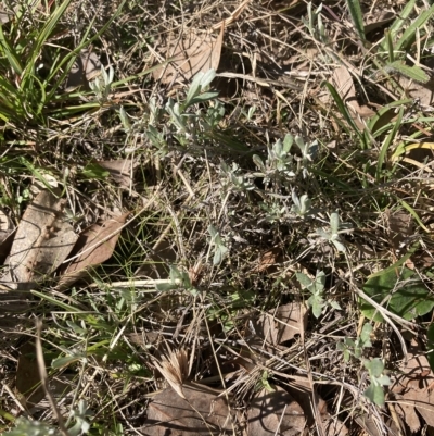 Chrysocephalum apiculatum (Common Everlasting) at Cantor Crescent Woodland, Higgins - 22 Apr 2023 by MattM
