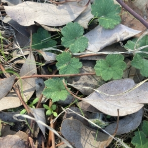 Hydrocotyle laxiflora at Higgins, ACT - 22 Apr 2023