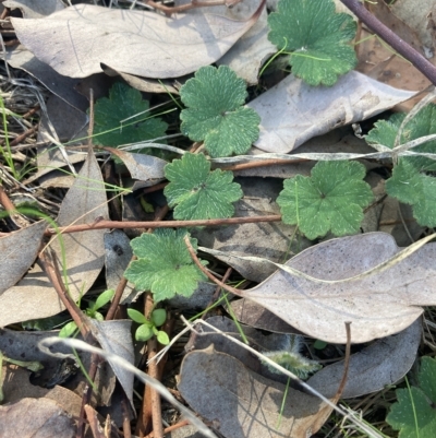 Hydrocotyle laxiflora (Stinking Pennywort) at Cantor Crescent Woodland, Higgins - 22 Apr 2023 by MattM