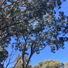 Eucalyptus polyanthemos (Red Box) at Higgins, ACT - 22 Apr 2023 by MattM