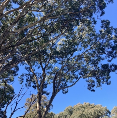 Eucalyptus polyanthemos (Red Box) at Higgins, ACT - 22 Apr 2023 by MattM