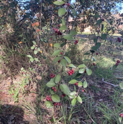 Cotoneaster pannosus (Cotoneaster) at Higgins, ACT - 22 Apr 2023 by MattM