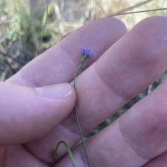 Wahlenbergia multicaulis (Tadgell's Bluebell) at Cantor Crescent Woodland, Higgins - 22 Apr 2023 by MattM