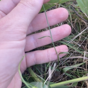 Wahlenbergia multicaulis at Higgins, ACT - 22 Apr 2023