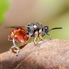 Chalcididae (family) (Unidentified chalcid wasp) at Macgregor, ACT - 22 Apr 2023 by Roger