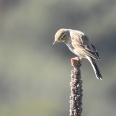 Anthus australis (Australian Pipit) at Molonglo Valley, ACT - 22 Apr 2023 by HelenCross