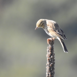 Anthus australis at Molonglo Valley, ACT - 22 Apr 2023