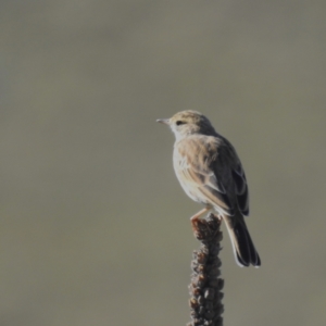 Anthus australis at Molonglo Valley, ACT - 22 Apr 2023