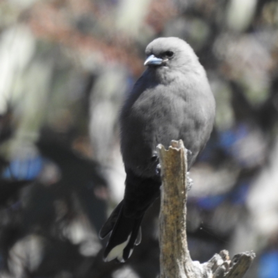 Artamus cyanopterus cyanopterus (Dusky Woodswallow) at Molonglo Valley, ACT - 22 Apr 2023 by HelenCross