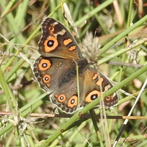 Junonia villida at Molonglo Valley, ACT - 22 Apr 2023 10:24 AM