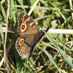 Junonia villida at Molonglo Valley, ACT - 22 Apr 2023 10:24 AM