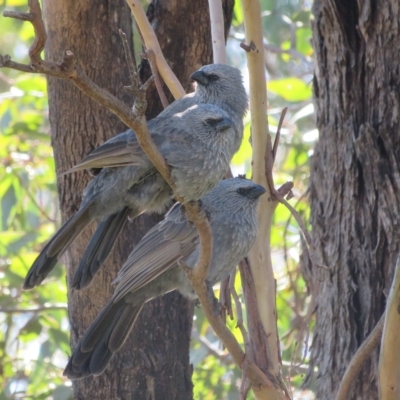 Struthidea cinerea (Apostlebird) at Bribbaree, NSW - 21 Apr 2023 by Christine