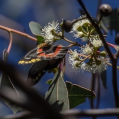 Delias harpalyce at Stromlo, ACT - 22 Apr 2023