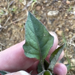 Solanum nigrum (Black Nightshade) at Molonglo Valley, ACT - 22 Apr 2023 by lbradley
