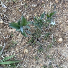 Solanum nigrum at Aranda, ACT - 22 Apr 2023 04:48 PM