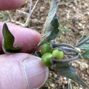 Solanum nigrum at Aranda, ACT - 22 Apr 2023