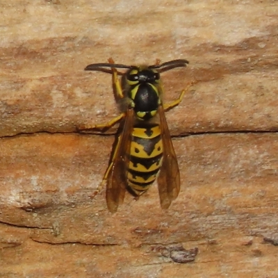 Vespula germanica (German Yellowjacket Wasp (also known as European Wasp)) at Fyshwick, ACT - 22 Apr 2023 by SandraH