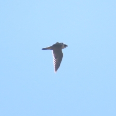 Falco peregrinus (Peregrine Falcon) at Fyshwick, ACT - 22 Apr 2023 by TomW