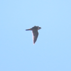 Falco peregrinus at Fyshwick, ACT - 22 Apr 2023