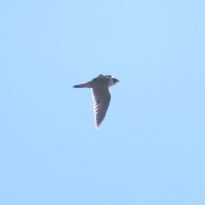 Falco peregrinus (Peregrine Falcon) at Fyshwick, ACT - 22 Apr 2023 by BenW