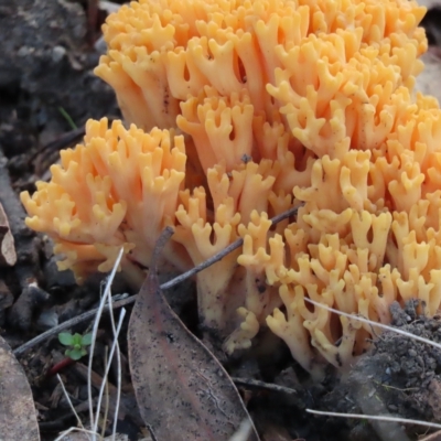 Ramaria sp. (A Coral fungus) at Stromlo, ACT - 21 Apr 2023 by SandraH