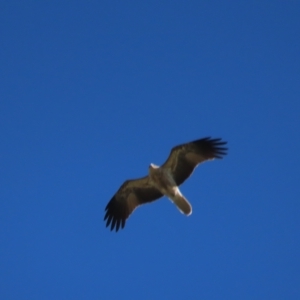 Haliastur sphenurus at Fyshwick, ACT - 22 Apr 2023