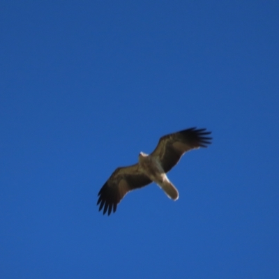 Haliastur sphenurus (Whistling Kite) at Fyshwick, ACT - 22 Apr 2023 by TomW