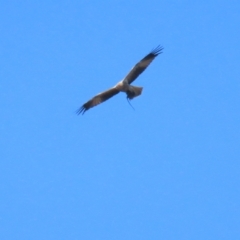 Haliastur sphenurus at Fyshwick, ACT - 22 Apr 2023 12:41 PM