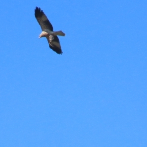 Haliastur sphenurus at Fyshwick, ACT - 22 Apr 2023