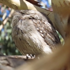 Podargus strigoides (Tawny Frogmouth) at Fyshwick, ACT - 22 Apr 2023 by BenW