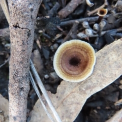 Unidentified Cap on a stem; none of the above at Stromlo, ACT - 21 Apr 2023 by SandraH