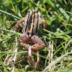 Limnodynastes peronii (Brown-striped Frog) at Jerrabomberra Wetlands - 21 Apr 2023 by RodDeb