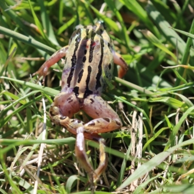 Limnodynastes peronii (Brown-striped Frog) at Jerrabomberra Wetlands - 21 Apr 2023 by RodDeb