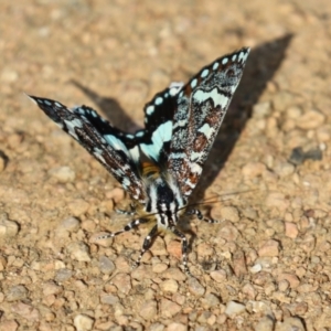 Apina callisto at Fyshwick, ACT - 21 Apr 2023 01:32 PM