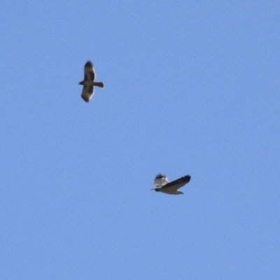 Hieraaetus morphnoides (Little Eagle) at Fyshwick, ACT - 21 Apr 2023 by RodDeb