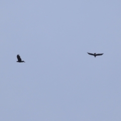 Aquila audax (Wedge-tailed Eagle) at Fyshwick, ACT - 21 Apr 2023 by RodDeb