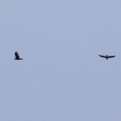 Aquila audax at Fyshwick, ACT - 21 Apr 2023 01:18 PM