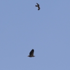 Haliaeetus leucogaster (White-bellied Sea-Eagle) at Fyshwick, ACT - 21 Apr 2023 by RodDeb