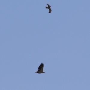 Haliaeetus leucogaster at Fyshwick, ACT - 21 Apr 2023