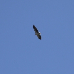 Haliaeetus leucogaster at Fyshwick, ACT - 21 Apr 2023