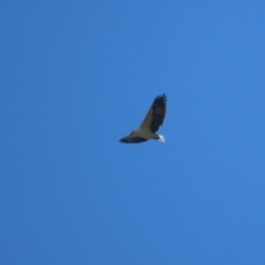 Haliaeetus leucogaster at Fyshwick, ACT - 21 Apr 2023