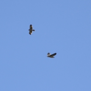 Haliaeetus leucogaster at Fyshwick, ACT - 21 Apr 2023 12:28 PM