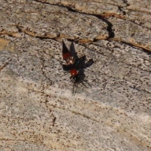 Paederus sp. (genus) at Macarthur, ACT - 21 Apr 2023 03:10 PM