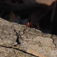 Paederus sp. (genus) at Macarthur, ACT - 21 Apr 2023