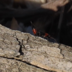 Paederus sp. (genus) at Macarthur, ACT - 21 Apr 2023 03:10 PM